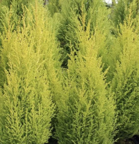 Cupressus macrocarpa `Goldcrest`