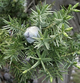 Juniperus drupacea