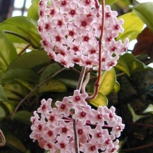 Hoya carnosa