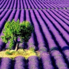 Lavandula officinalis (angustifolia)