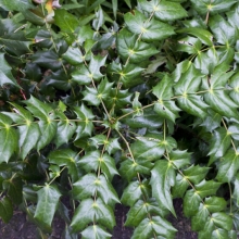 Mahonia bealei 