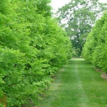 Metasequoia glyptostroboides NAGY növény!