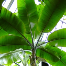 Musa paradisiaca 