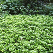 Pachysandra terminalis 10 darabos Kedvezményes Csomag!