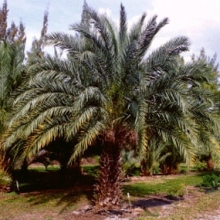 Phoenix dactylifera